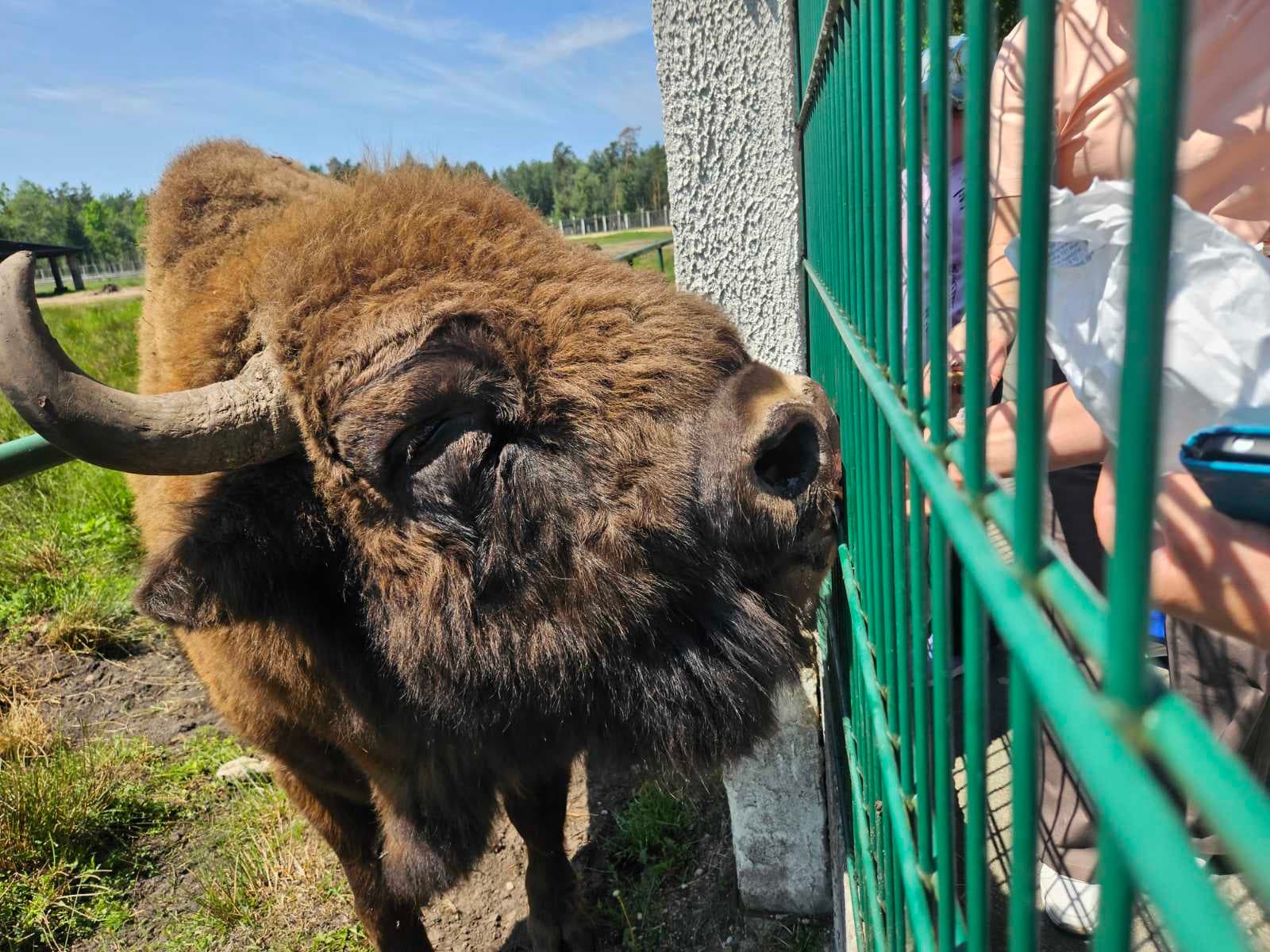 Групповой тур в Беловежскую пущу