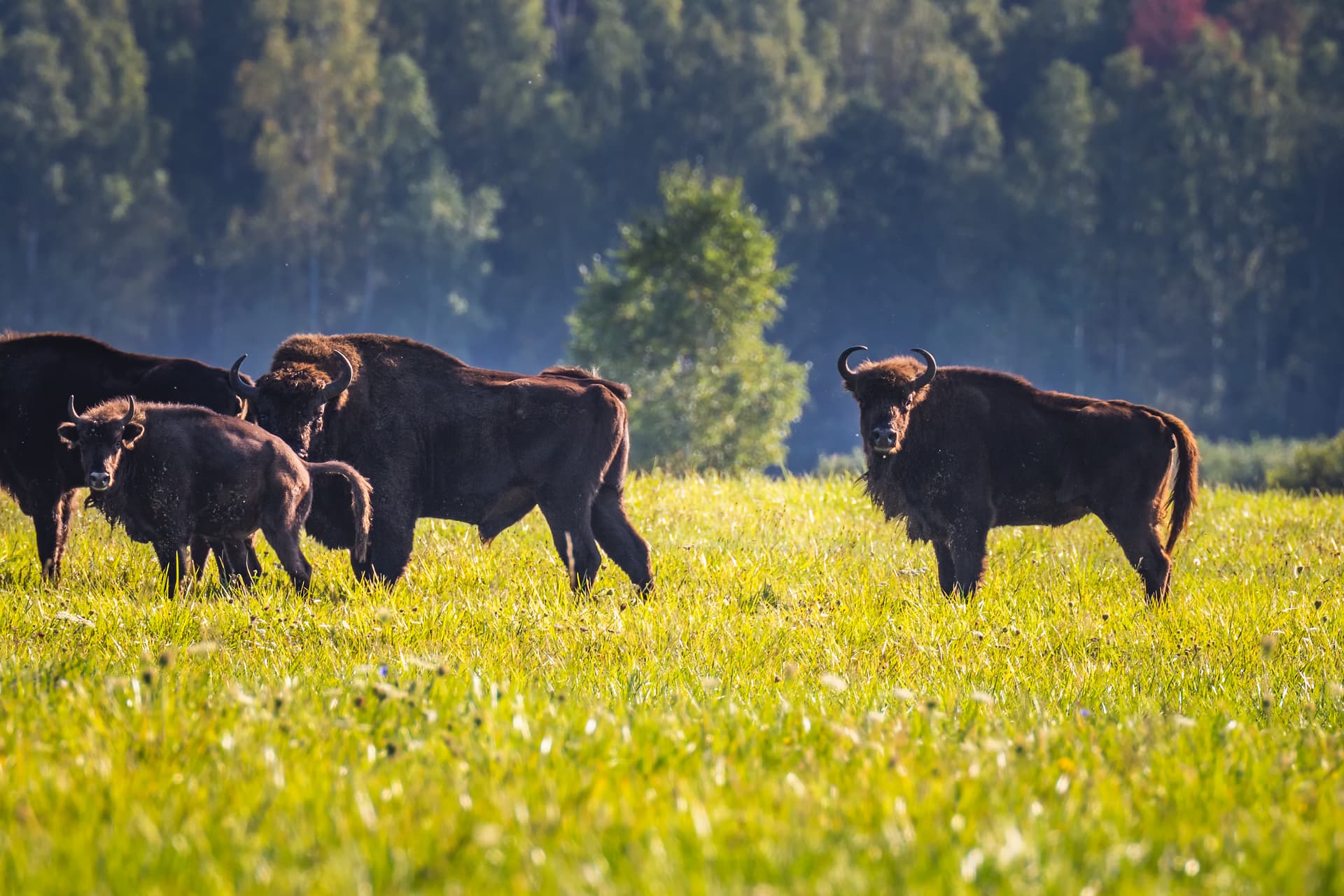 Беловежская пуща: по дороге к наследию предков — из Бреста