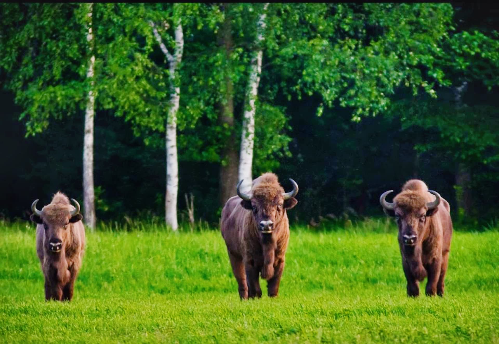 Беловежская пуща и Бресткая крепость за 1 день