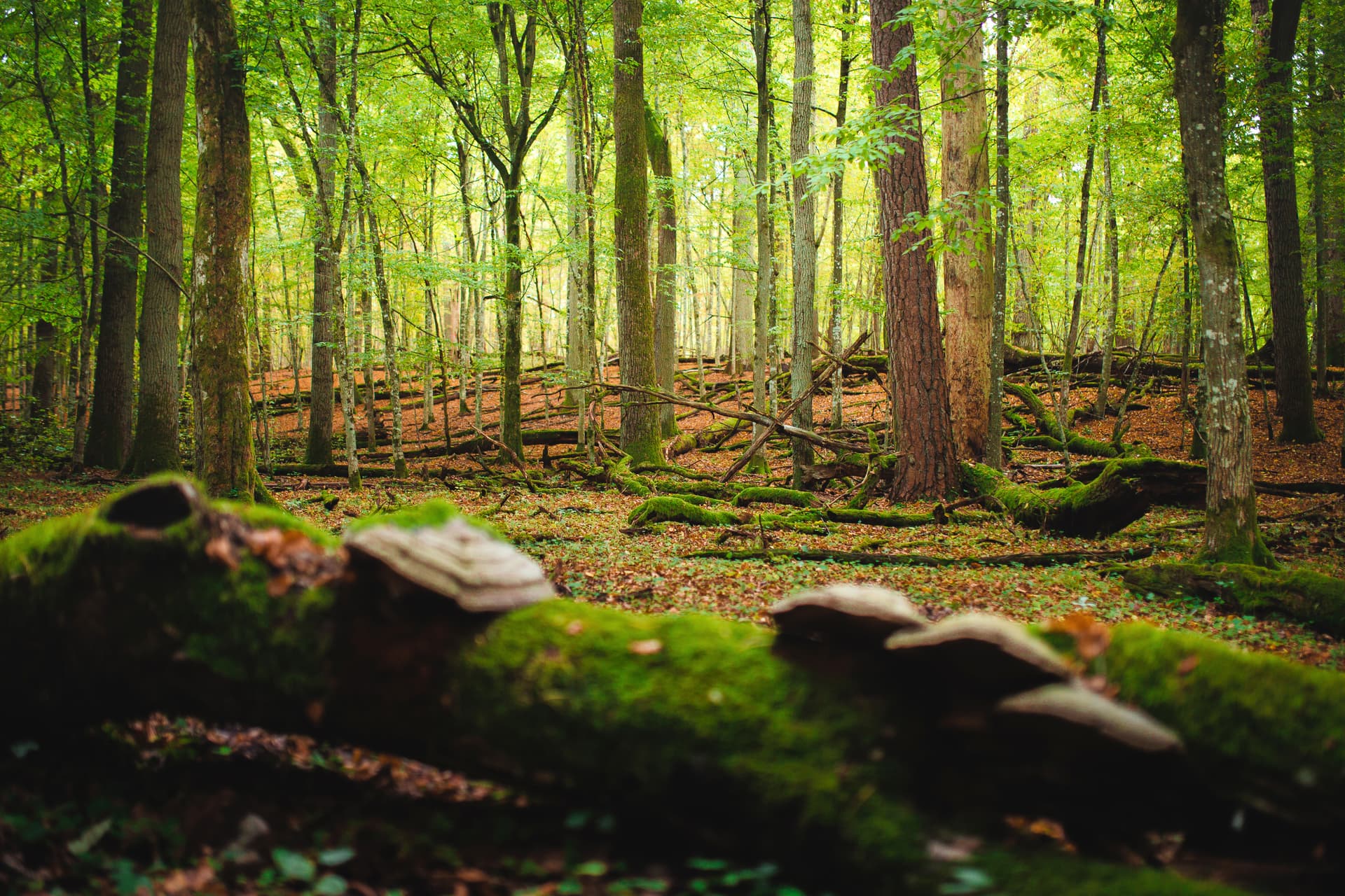 Беловежская пуща — фото 2