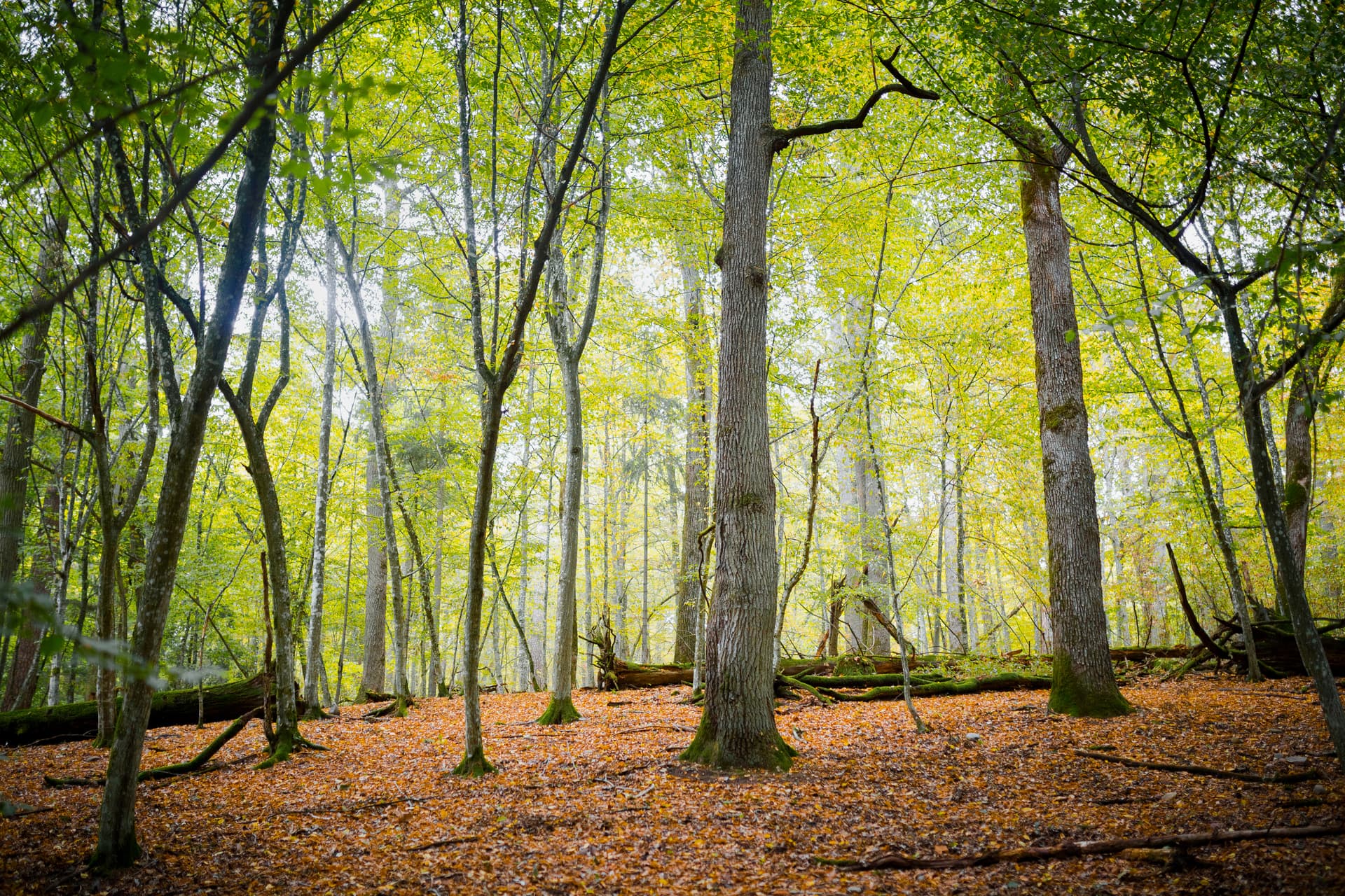 Беловежская пуща — фото 3